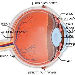 האנטומיה של העין